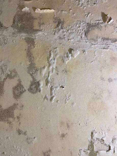 Best Crawl Space Mold Remediation in Jena, LA