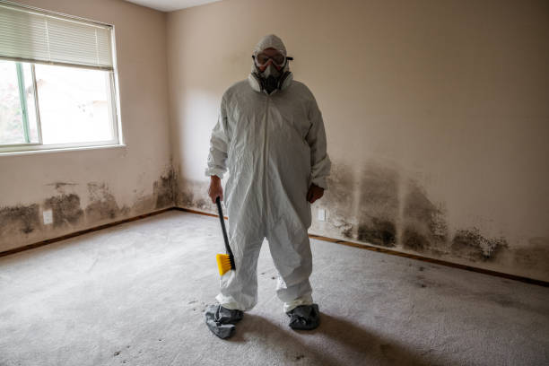 Best Black Mold Remediation in Jena, LA